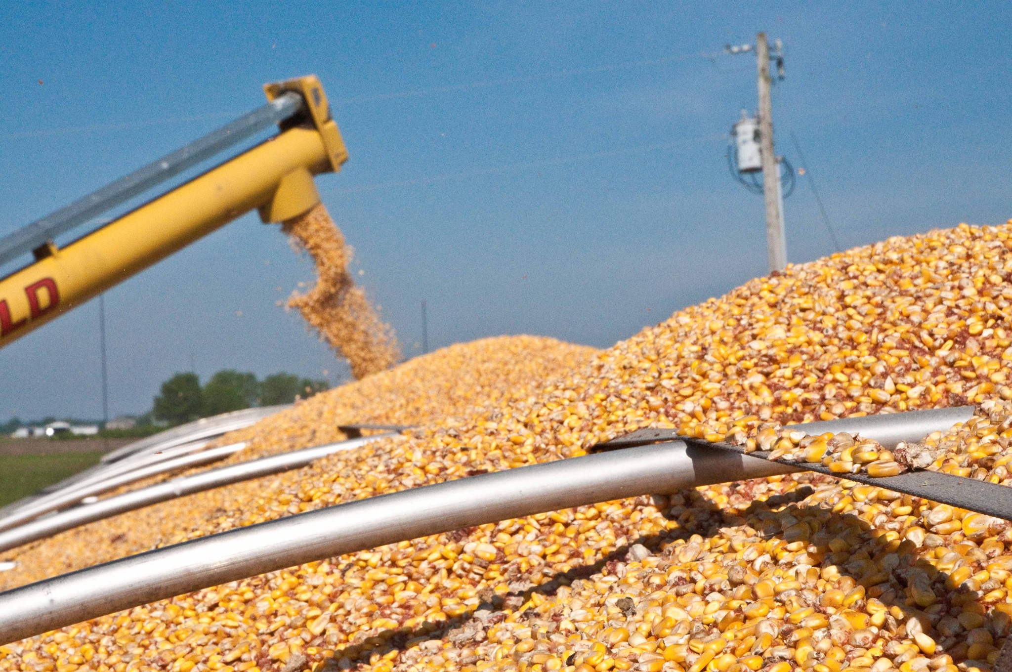 yellow corn/maize yellow corn/maize