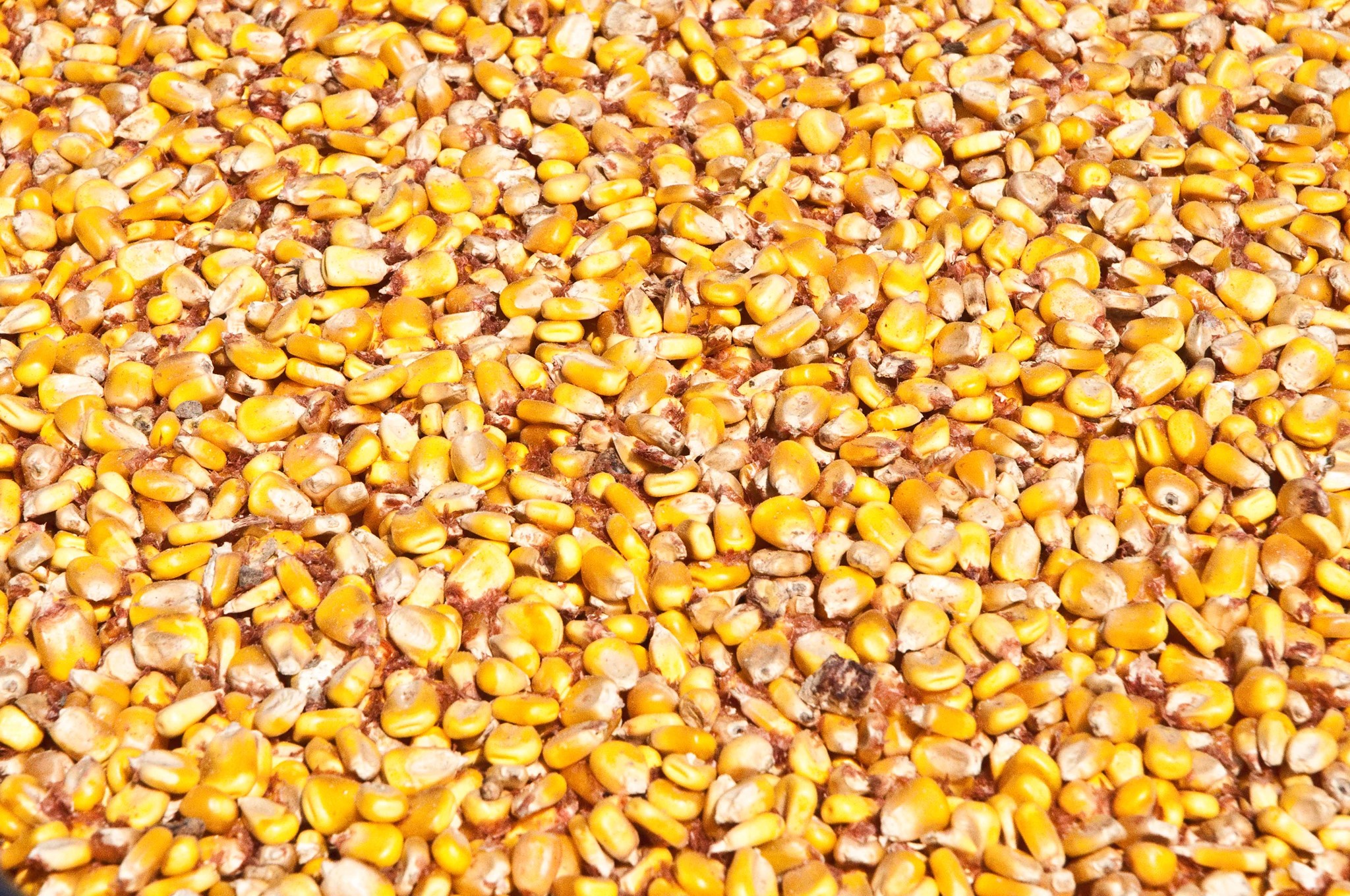 yellow corn/maize yellow corn/maize