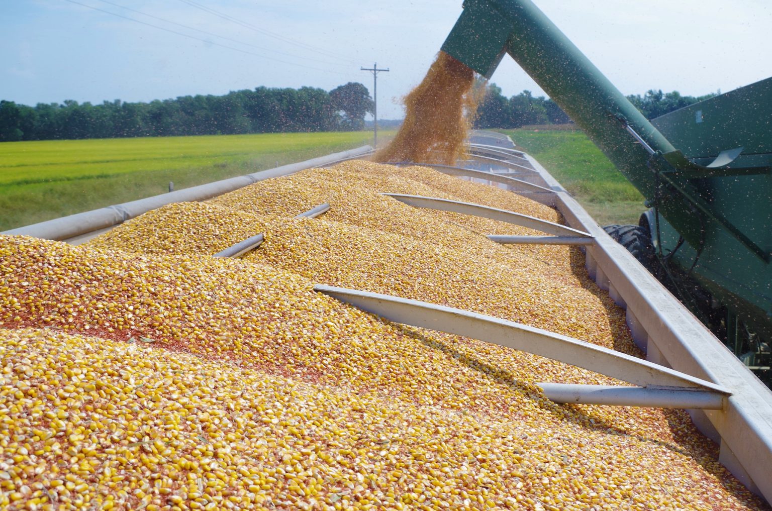 yellow corn/maize yellow corn/maize