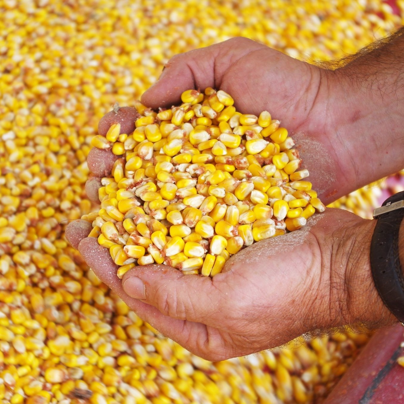 yellow corn/maize yellow corn/maize