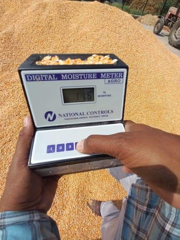 yellow corn/maize yellow corn/maize