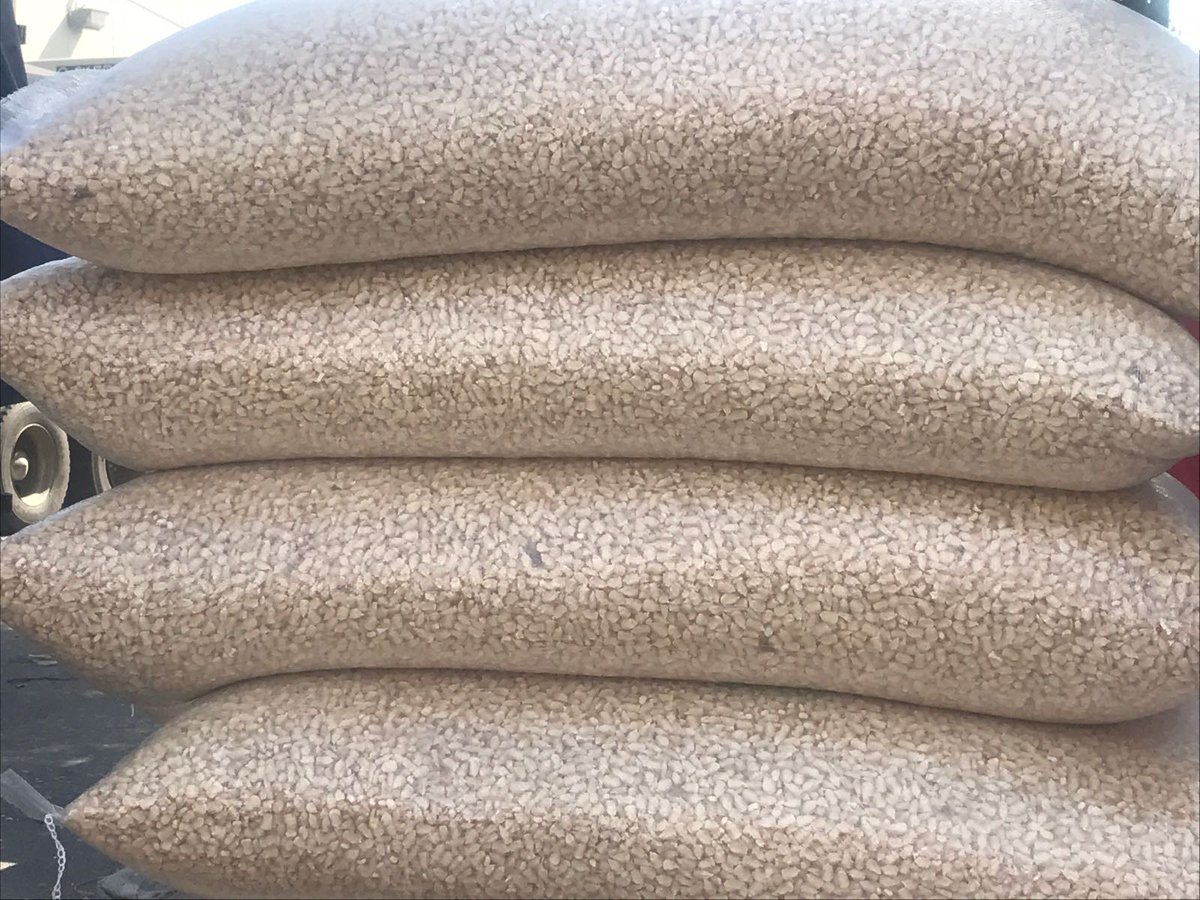 white corn/maize white corn/maize