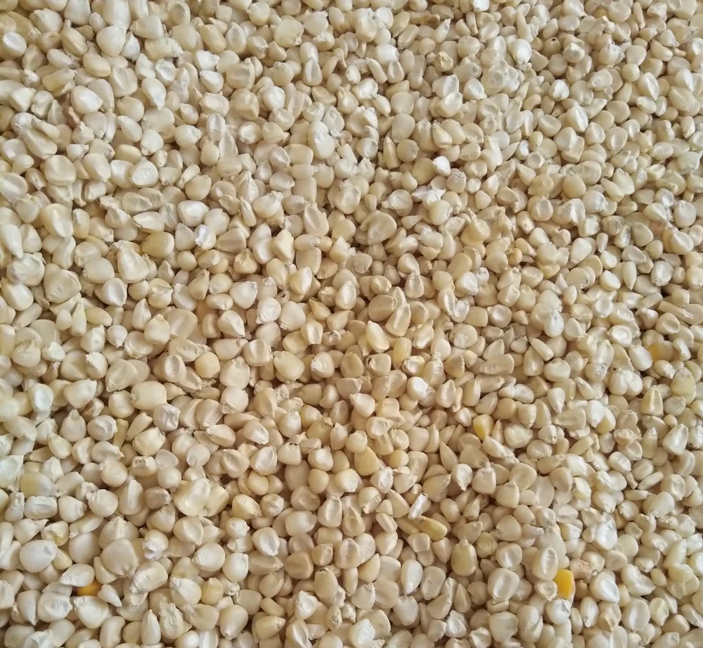 white corn/maize white corn/maize